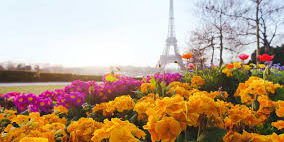 Paris flowers