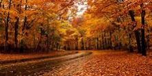 Fall Leaves