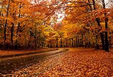Fall Leaves